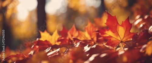 autumn season and end year activity with red and yellow maple leaves with soft focus light and bokeh