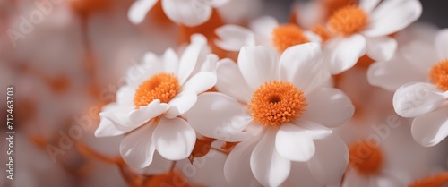 Beautiful abstract color white and pink flowers on white background and white flower frame and orange