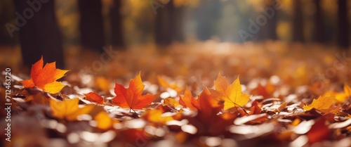 autumn season and end year activity with red and yellow maple leaves with soft focus light and bokeh