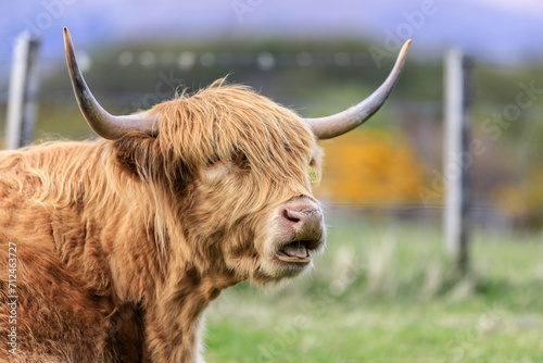 Majestic Highland cow grazing peacefully