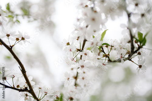 Fotografie Soft focus close-up plum blossom branch on a beautiful spring day