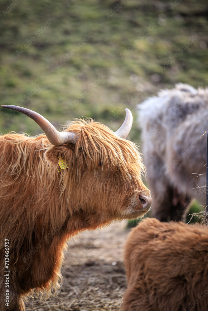 Highland Cattle Grazing in the Green Meadows