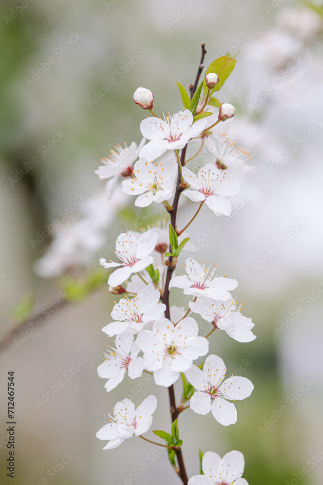 Soft focus close-up plum blossom branch on a beautiful spring day
Soft focus close-up plum blossom branch on a beautiful spring day