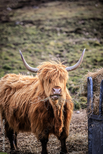 Highland Cow Enjoying a Mouthful of Hay