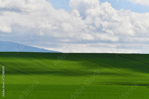 Collina di grano verdeggiante, Toscana photo