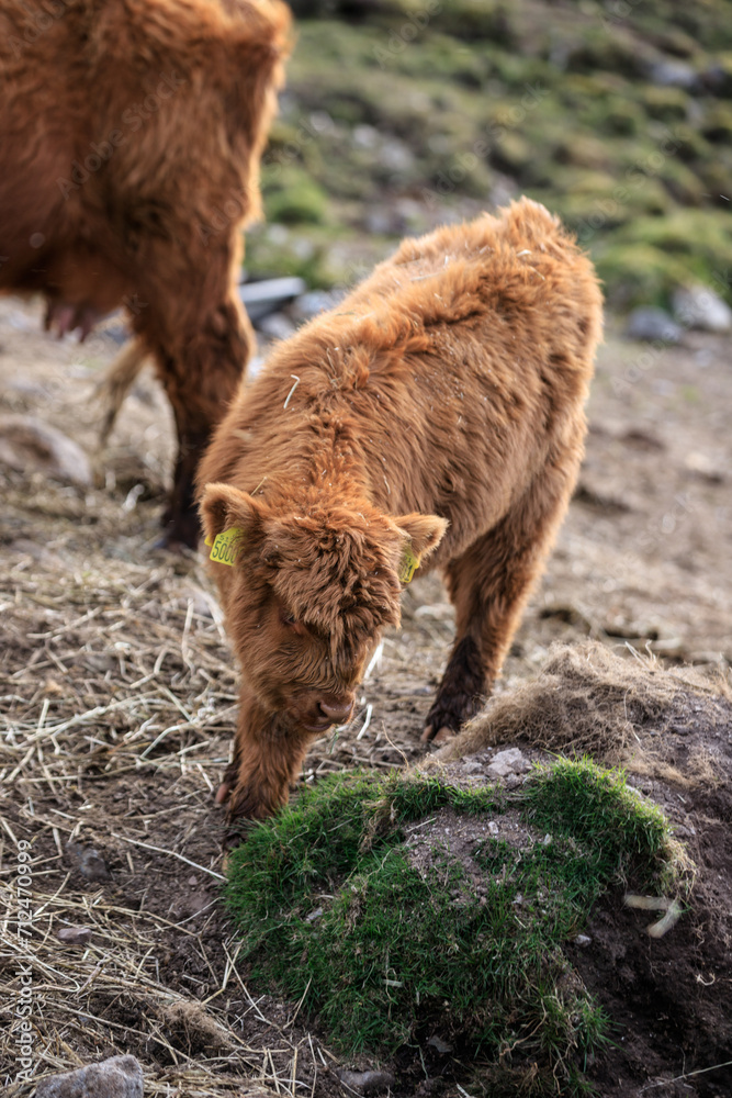 Fototapeta premium Curious Baby Highland Cow Explores the Rocky Terrain