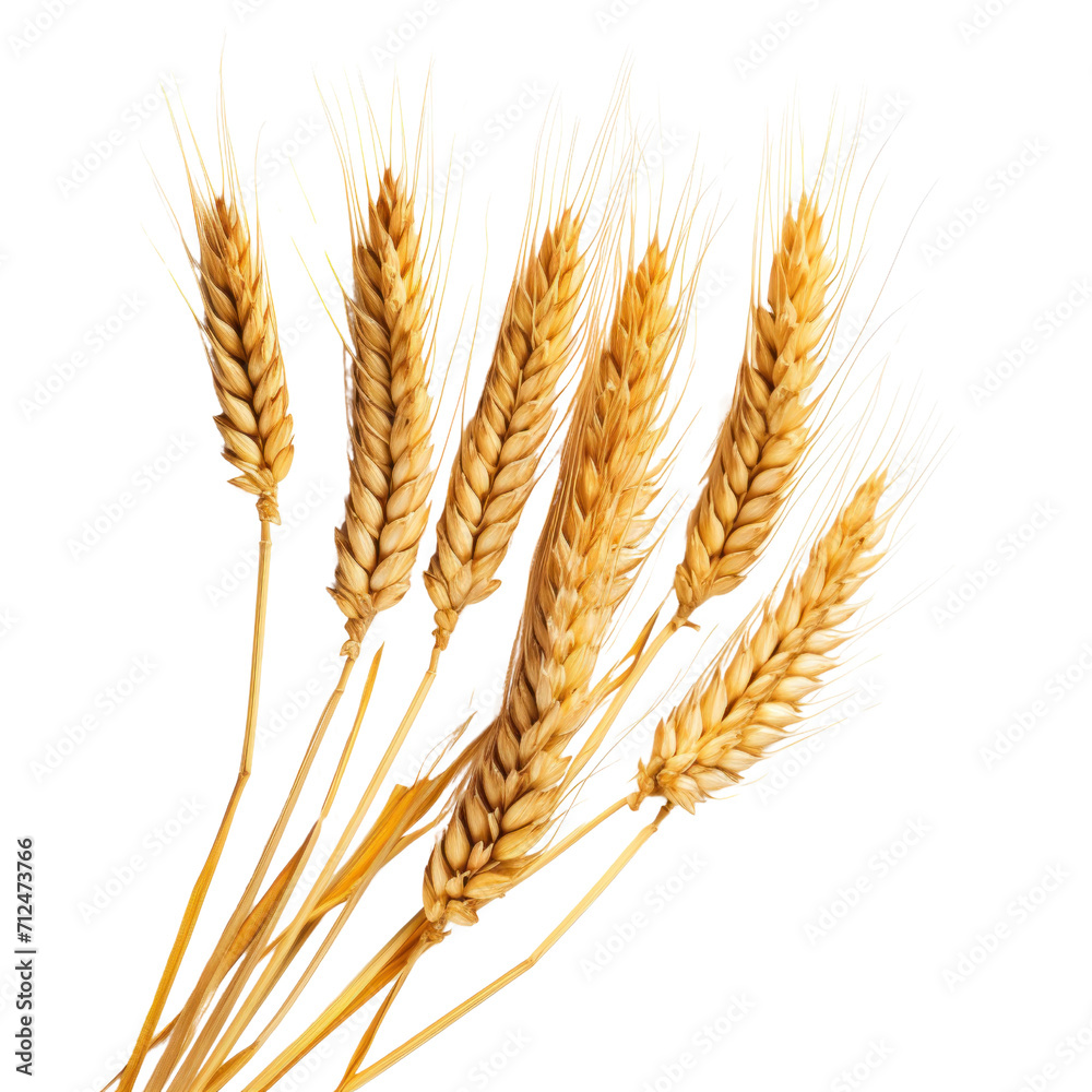ears of wheat on a transparent background ears of wheat on a transparent background