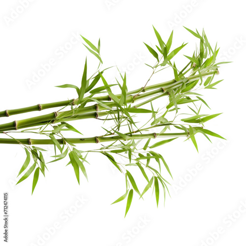 Green bamboo with leaves isolated on transparent background