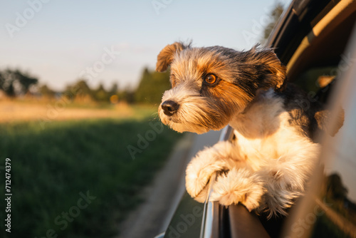 Head of happy lap dog looking out of car window. Curious terrier enjoying road trip on sunny summer day..