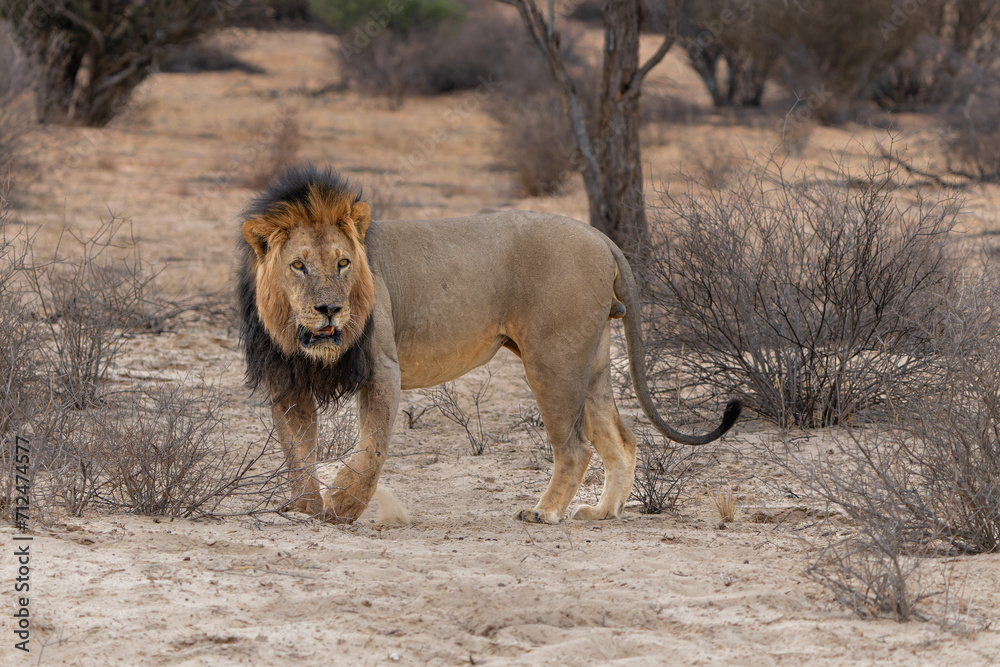 Lion (Panthera leo) walking in the sand of the Kalahari Desert. This dominant male lion was protecting his prey in the Kgalagadi Transfrontier Park in South Africa. Lion (Panthera leo) walking in the sand of the Kalahari Desert. This dominant male lion was protecting his prey in the Kgalagadi Transfrontier Park in South Africa.