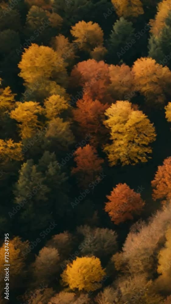 autumn in the park, 4k animated video autumn in the park, 4k animated video