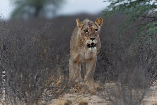 Lioness  Panthera leo  walking in the Kalahari Desert in the Kgalagadi Transfrontier Park in South Africa