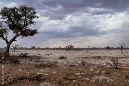 Thunderstorm in the Kalahari. Big clouds from a heavy shower above the beautiful landscape of the Kgalagadi Transfrontier Park in the northern park of the park at the  Nossob riverbed. photo
