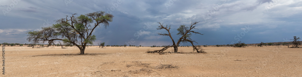 Thunderstorm in the Kalahari. Big clouds from a heavy shower above the beautiful landscape of the Kgalagadi Transfrontier Park in the northern park of the park at the  Nossob riverbed.