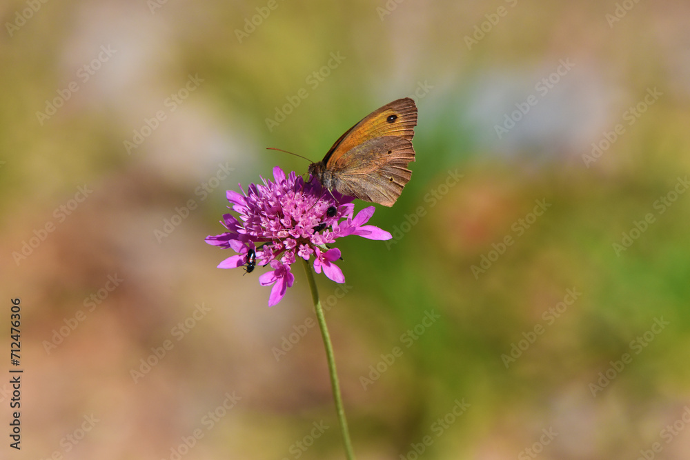 Farfallina Farfallina