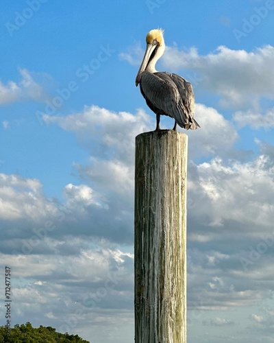 A brown pelican perches atop a wooden pole at Longboat Key, Florida.