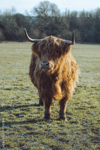 scottish highland cow