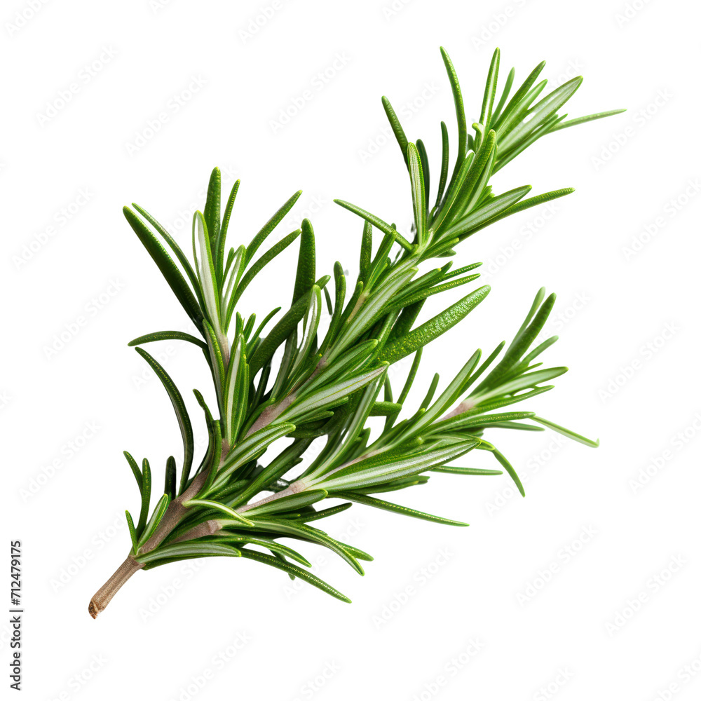 Fototapeta premium part of a juniper bush Isolated on transparent background