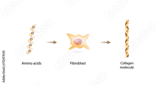 Collagen synthesis. From Amino acids, Peptides and Gelatin to Collagen molecule, Collagen fibers. fibroblasts. Anti-aging therapy. Vector illustration.