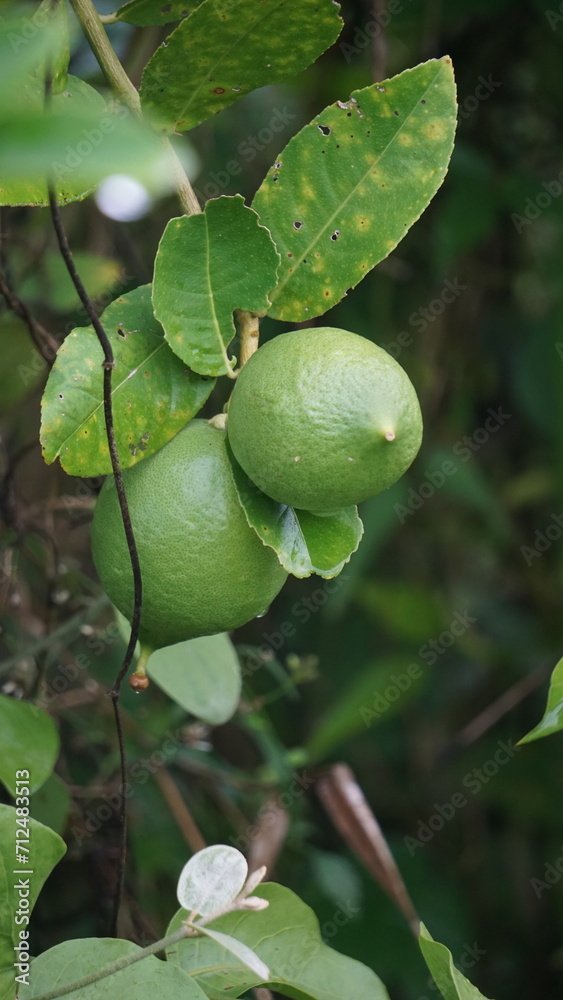 Citrus aurantiifolia on the tree. Indonesian call it jeruk nipis Citrus aurantiifolia on the tree. Indonesian call it jeruk nipis