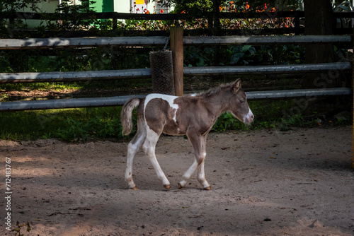 Little cute brown and white pony walking outdoors.