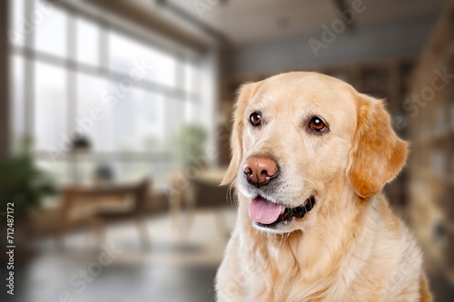 Cute domestic dog posing at home room