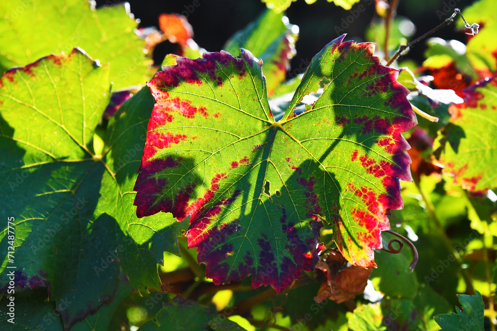 Foglia di vite, Toscana