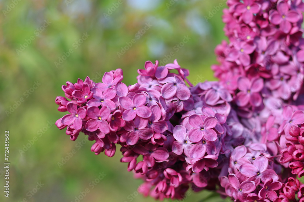 Blossoming pink and purple lilac branch in spring garden. Branch of lilac flowers with green leaves. Floral natural background. Beautiful spring flowers. Purple lilac flowers on the bush. Summer time Blossoming pink and purple lilac branch in spring garden. Branch of lilac flowers with green leaves. Floral natural background. Beautiful spring flowers. Purple lilac flowers on the bush. Summer time
