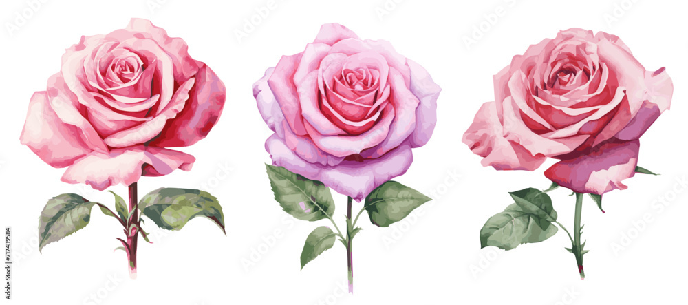 Set of pink watercolor roses on transparent background. Design elements for invitations, cards, etc. Wedding concept. Vector illustration.