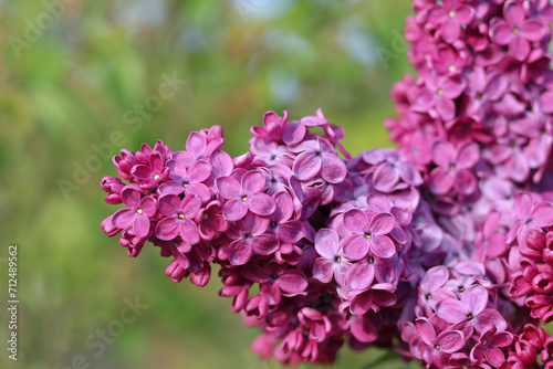 Blossoming pink and purple lilac branch in spring garden. Branch of lilac flowers with green leaves. Floral natural background. Beautiful spring flowers. Purple lilac flowers on the bush. Summer time 