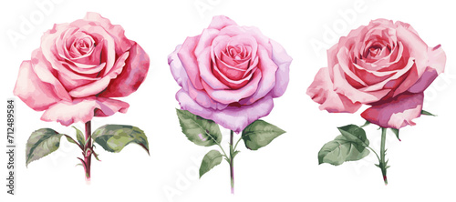 Set of pink watercolor roses on transparent background. Design elements for invitations  cards  etc. Wedding concept. Vector illustration.