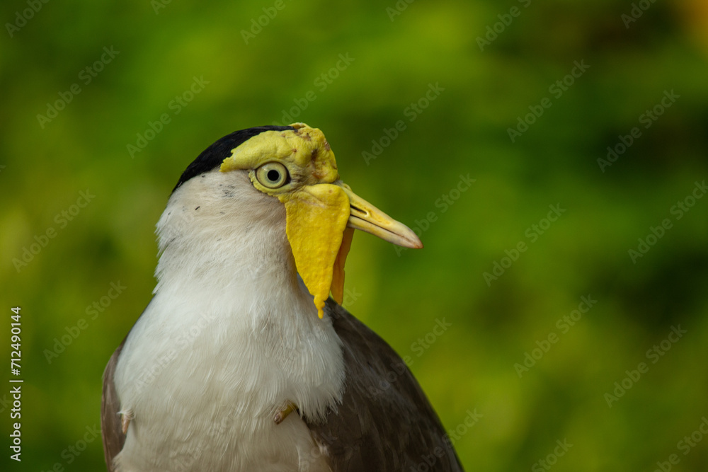 Portrait of Masked lapwing or vanellus miles bird isolated on green background Portrait of Masked lapwing or vanellus miles bird isolated on green background