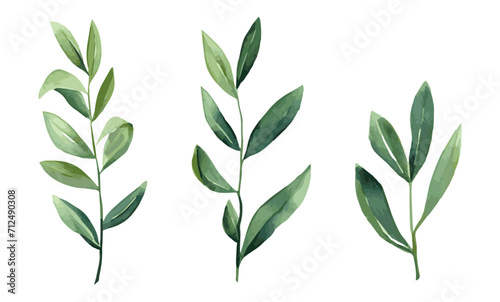 Set of watercolor green twigs with leaves. Green leaves on transparent background, design element for invitation and more. Vector illustration.