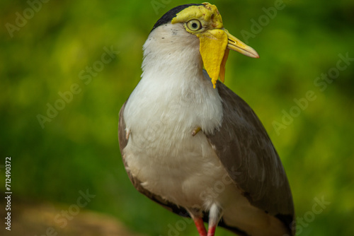 Portrait of Masked lapwing or vanellus miles bird isolated on green background
