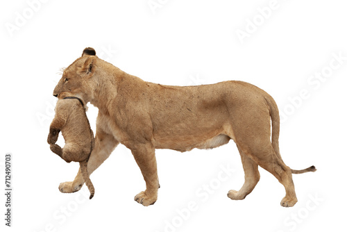 lioness carrying her cub with her mouth isolated png.  Taken in Serengeti National Park, Tanzania photo