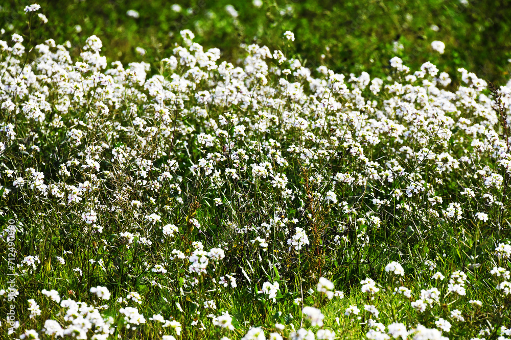 Fiori bianchi, Toscana