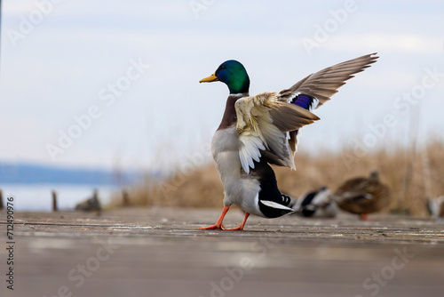 A mallard flaps its wings, Lake Balaton of Hungary