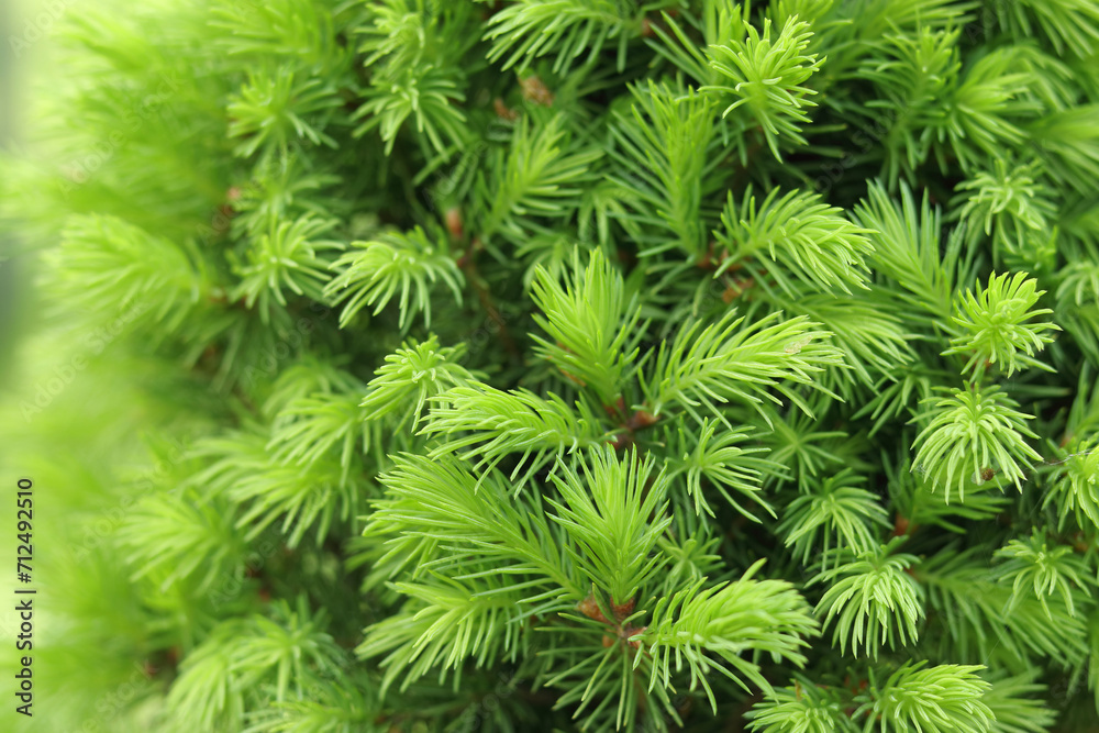 Fresh spruce branch in spring forest. Fir branches with fresh green shoots. Young growing fir tree sprouts on branch. Green buds. Natural coniferous background texture. Spring nature. Tree twig