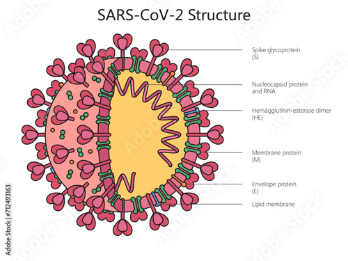 Coronavirus SARS Cov-2 structure diagram hand drawn schematic vector illustration. Medical science educational illustration