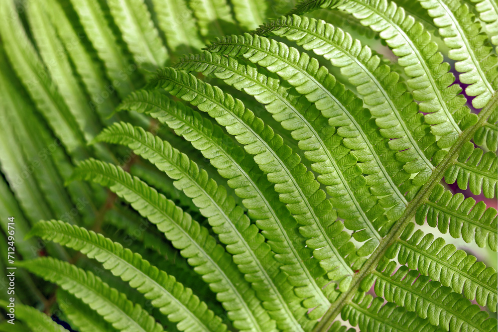 Fern leaves. Green Fern plants in forest. Green plants nature wallpaper. Organic nature background. Ecology. Environment. Beautiful fern leaf texture. Ferns leaves Close up. Spring background Fern leaves. Green Fern plants in forest. Green plants nature wallpaper. Organic nature background. Ecology. Environment. Beautiful fern leaf texture. Ferns leaves Close up. Spring background