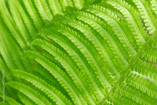 Fern leaves. Green Fern plants in forest. Green plants nature wallpaper. Organic nature background. Ecology. Environment. Beautiful fern leaf texture. Ferns leaves Close up. Spring  background