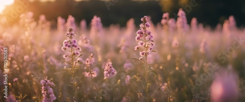 Soft Pink Wildflowers Basking in Golden Light