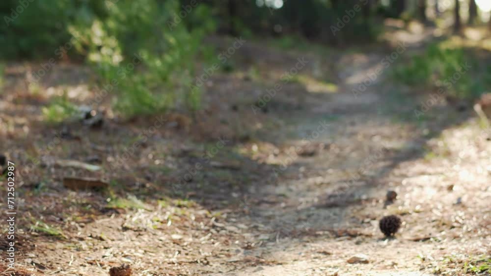 Two dogs, a Nova Scotia Duck Tolling Retriever and a Jack Russell Terrier, enjoy a playful run in a pine forest. The lively scene is full of motion and natural beauty