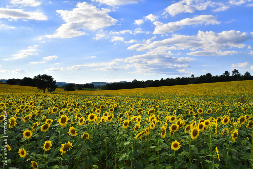 Fototapeta premium Girasoli, Toscana