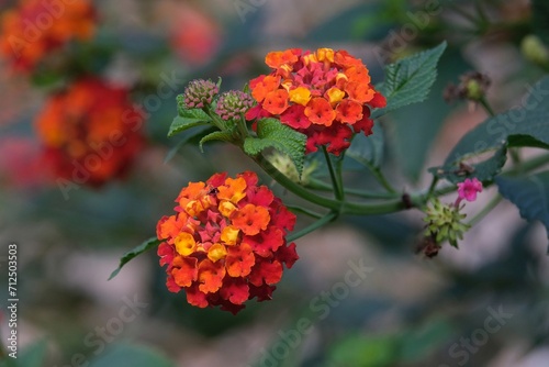 Close up of red and orange flowers of Lantana camara (common lantana). It met in La Gomera, Canary Islands, Spain