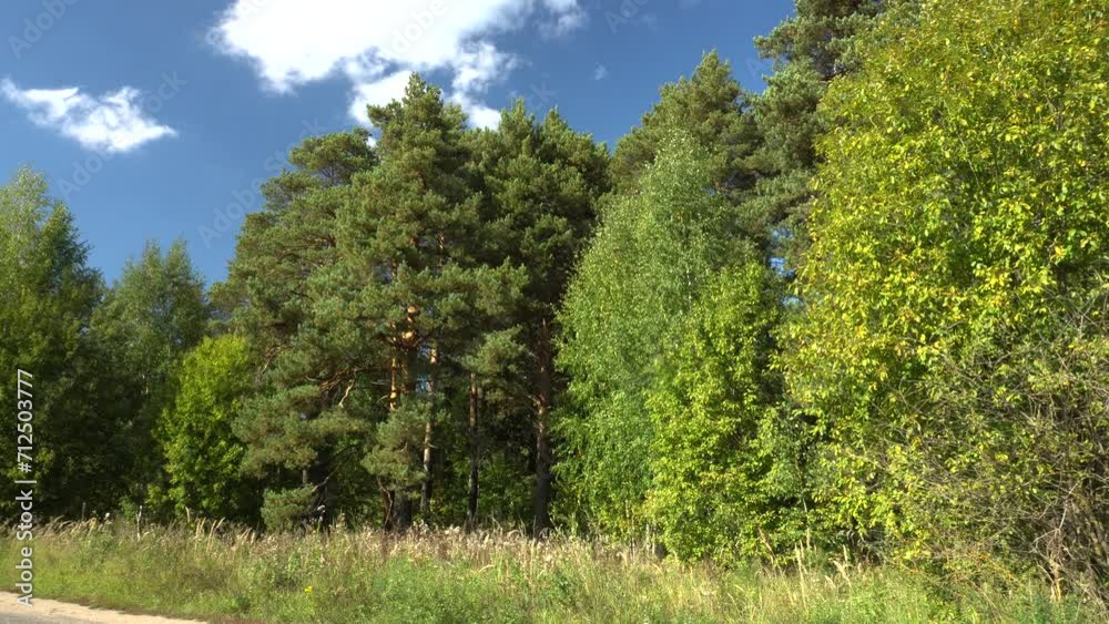 View of a dense forest against a blue sky on a sunny summer day. Majestic trees sway their branches in the breeze. Ideal for content about travel, the beauty of nature and environmental protection. View of a dense forest against a blue sky on a sunny summer day. Majestic trees sway their branches in the breeze. Ideal for content about travel, the beauty of nature and environmental protection.