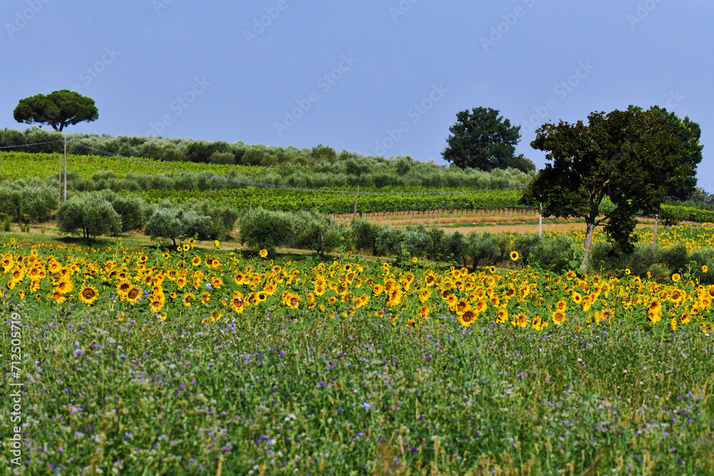 Fototapeta premium Girasoli, Toscana