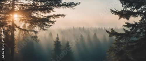 spruce treetops on a hazy morning. wonderful nature background with sunlight coming through the fog © Adi