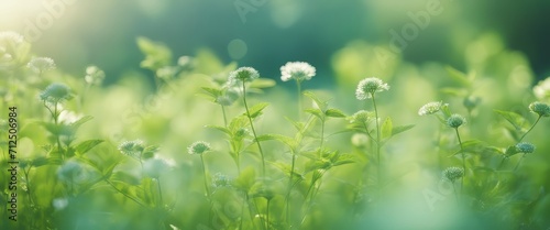 summer and spring template herbal background In gently blue And light green blurred tones