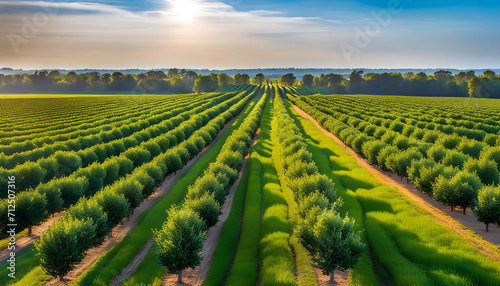 Morning view of fruit bearing orange orchard with trees in USA  view of agricultural field  Orange trees  Natural example of farm with green field  Beauty in nature  Sustainable agriculture 